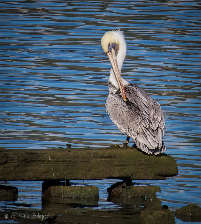 Perched and Preening on the Columbia