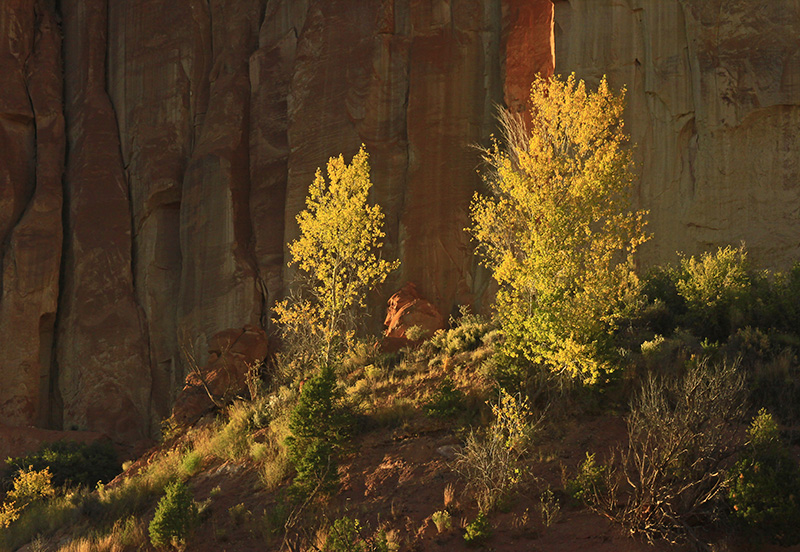 BIRCH CATCHING LATE SUN