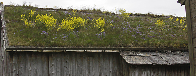 GRASS AND FLOWERS ON THE ROOF