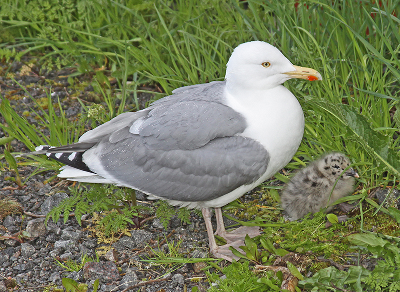 GULL AND CHICK