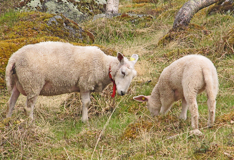 MOUNTAIN COMPANIONS
