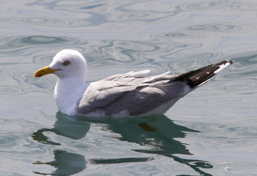 Medelhavstrut<br/>Yellow-legged Gull<br/>(Larus michahellis)