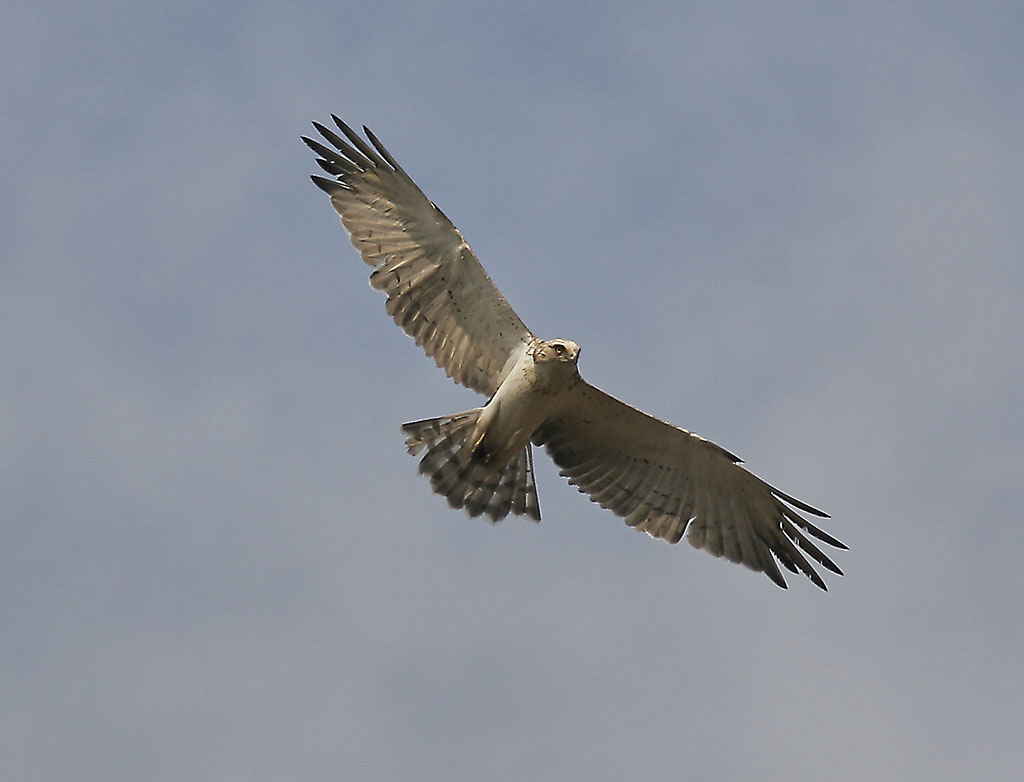 Ormrn<br/>Short-toed Snake-Eagle<br/>(Circaetus gallicus)