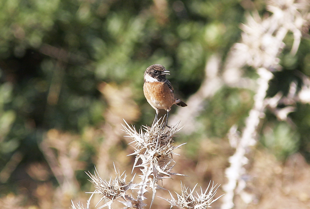 Svarthakad buskskvtta<br/>European Stonechat<br/>(Saxicola rubicola)