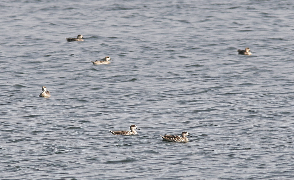 Marmorand<br/>Marbled Teal<br/>(Marmaronetta angustirostris)