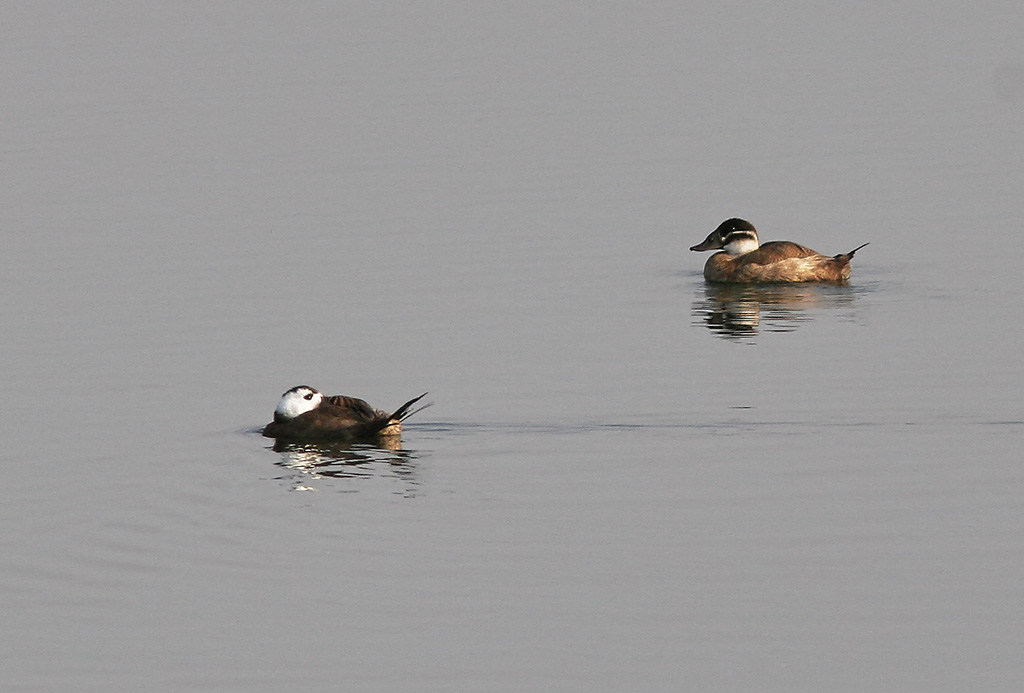 Kopparand<br/>White-headed Duck<br/>(Oxyura leucocephala)