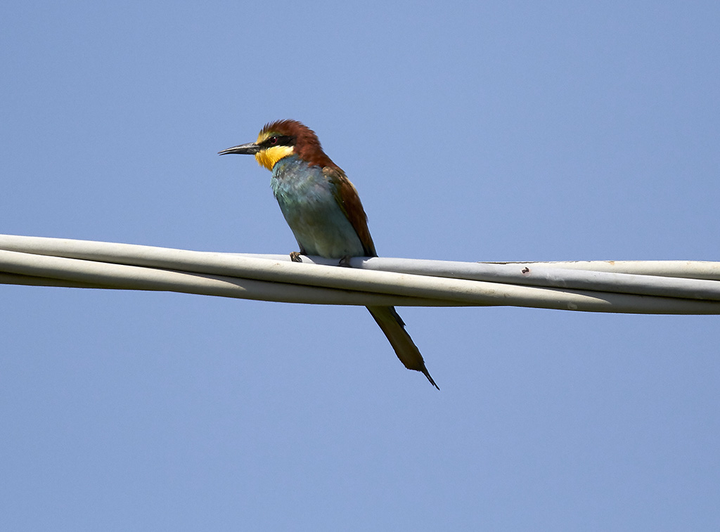 Biätare<br/>European Bee-eater<br/>(Merops apiaster)