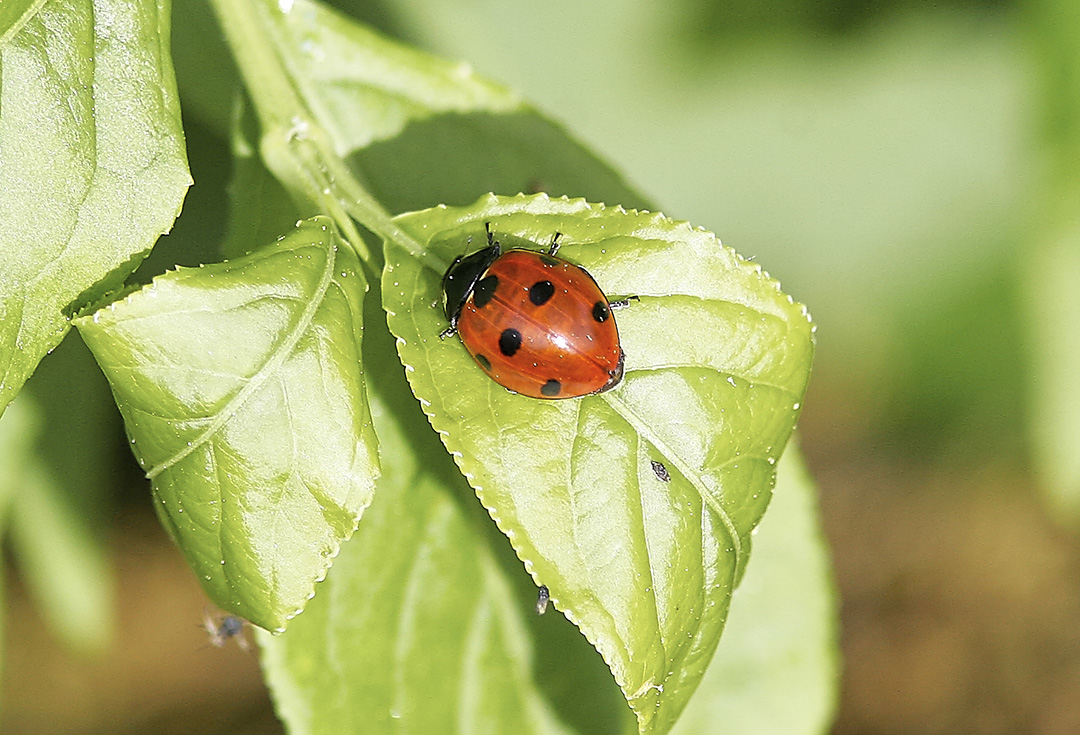 Sjuprickig nyckelpiga<br/>Sevenspotted Ladybird<br/>(Coccinella septempunctata)