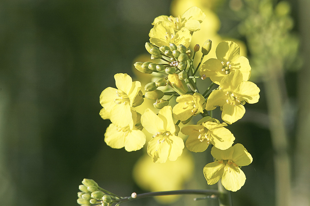 Raps<br/>Raps<br/>Brassica napus ssp. napus