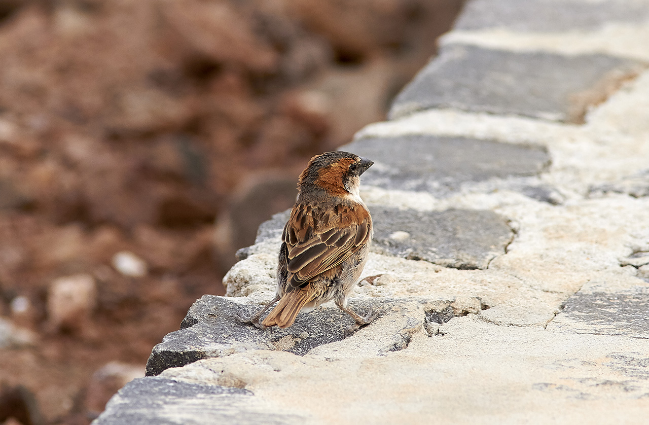 Kapverde sparv<br/>Iago Sparrow<br/>Passer iagoensis