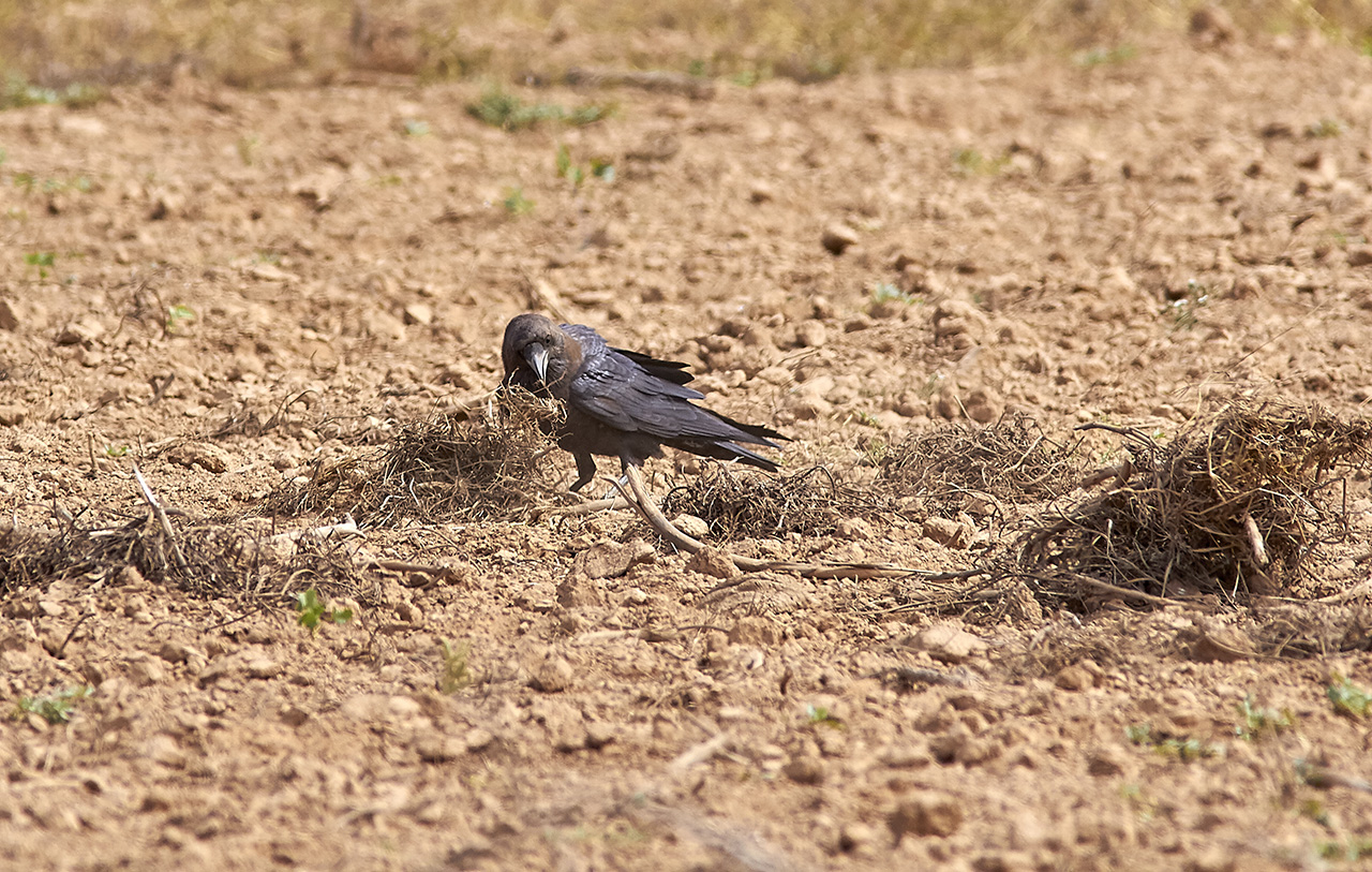 Ökenkorp<br/>Brown-necked Raven<br/>Corvus ruficollis