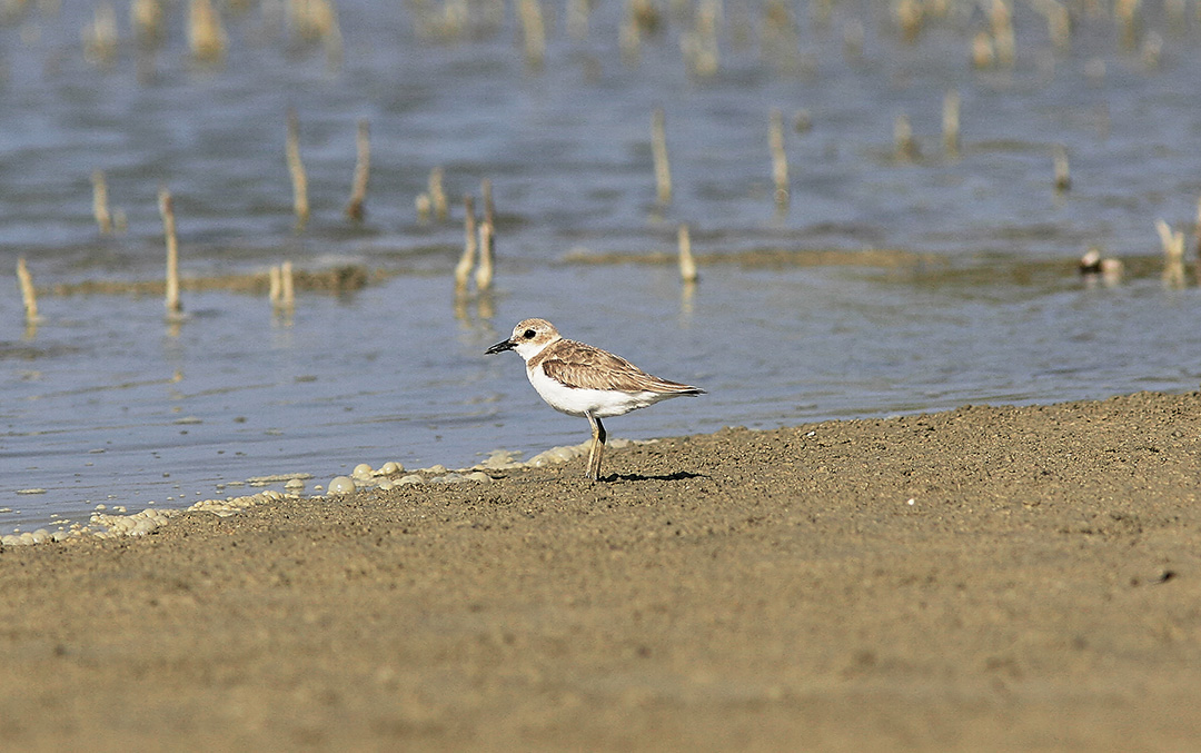 kenpipare<br/>Greater Sand Plover<br/>Charadrius leschenaultii