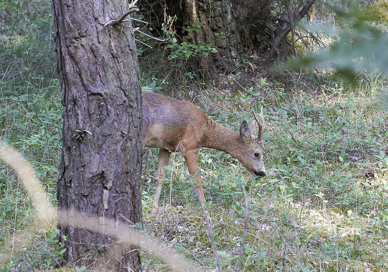 Rdjur<br/>European Roe Deer<br/>Capreolus capreolus