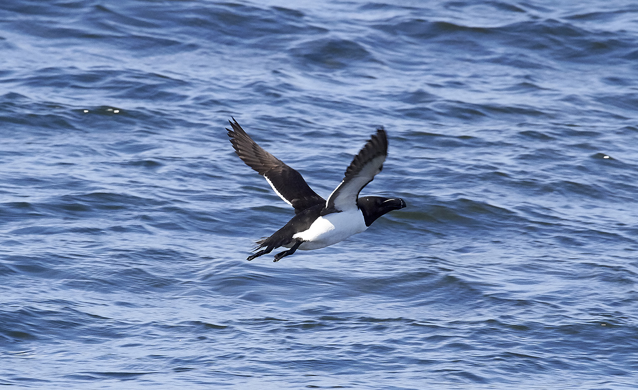 Tordmule<br/>Razorbill<br/>Alca torda