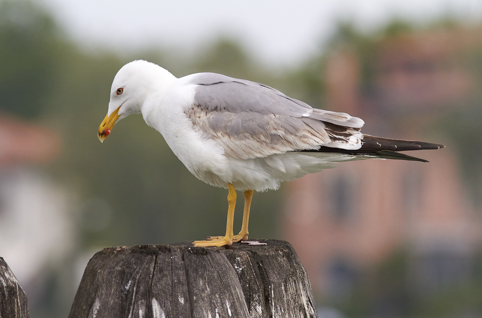 Medelhavstrut<br/>Yellow-legged Gull<br/>(Larus michahellis)