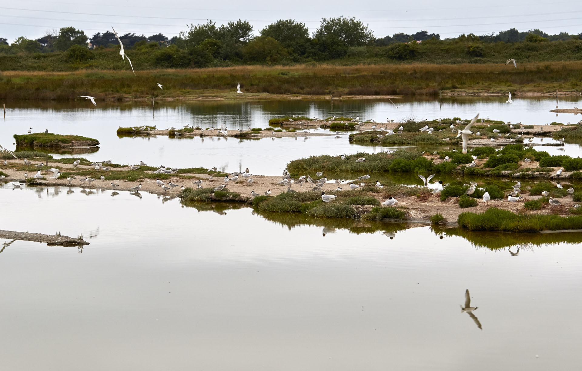 On this strip of land had Elegant tern nesting site.