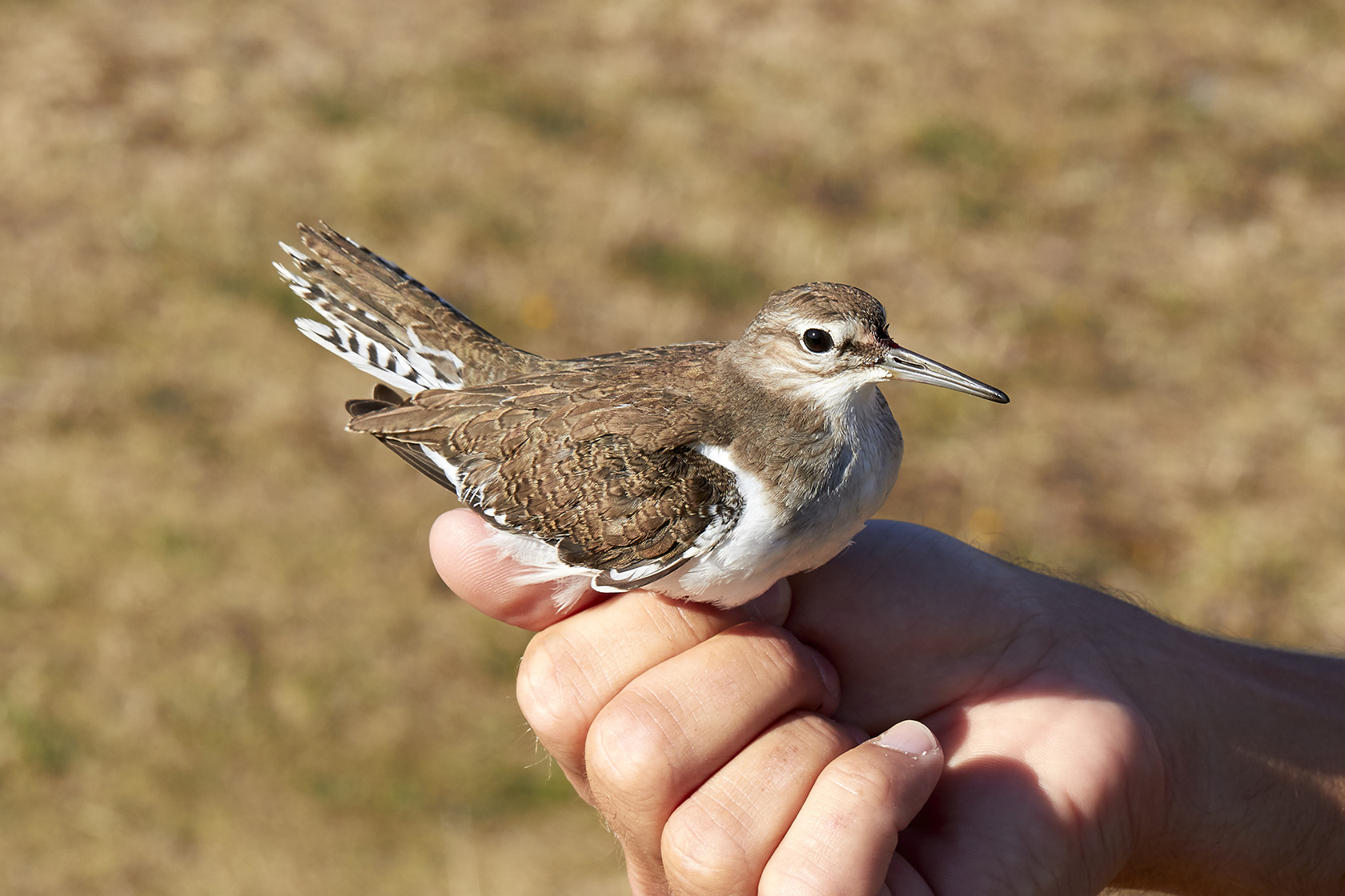 Drillsnppa<br/>Common Sandpiper<br/>Actitis hypoleucos