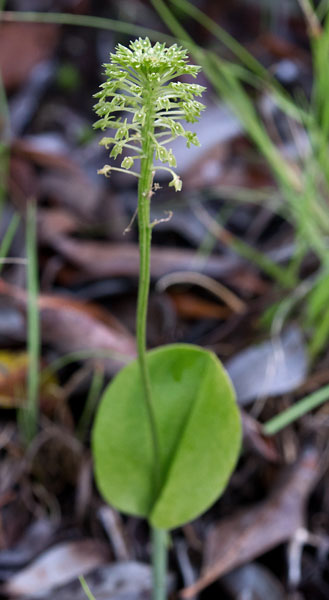 Green Adders Mouth Orchid 1