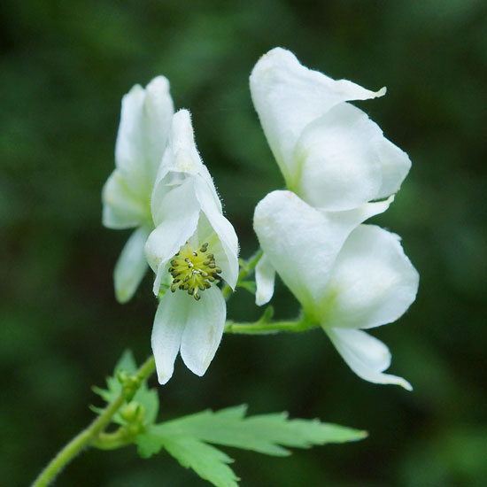 White Monkshood 2