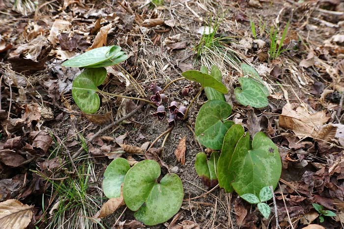 Largeflower Heartleaf 2