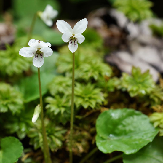 White Violet 5