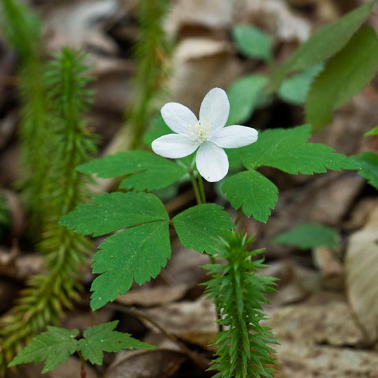 Wood Anenome 3