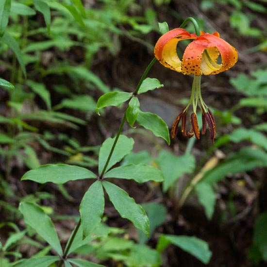 Carolina Lily 1