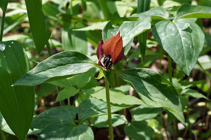 Prairie Trillium