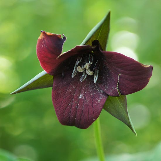 Southern Red Trillium 2