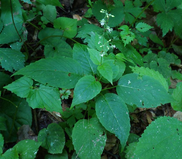 Enchanters Nightshade 1