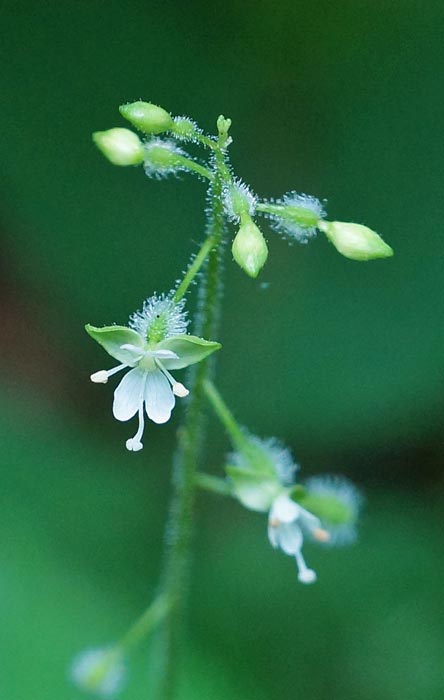 Enchanters Nightshade 2