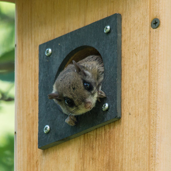 Flying Squirrel