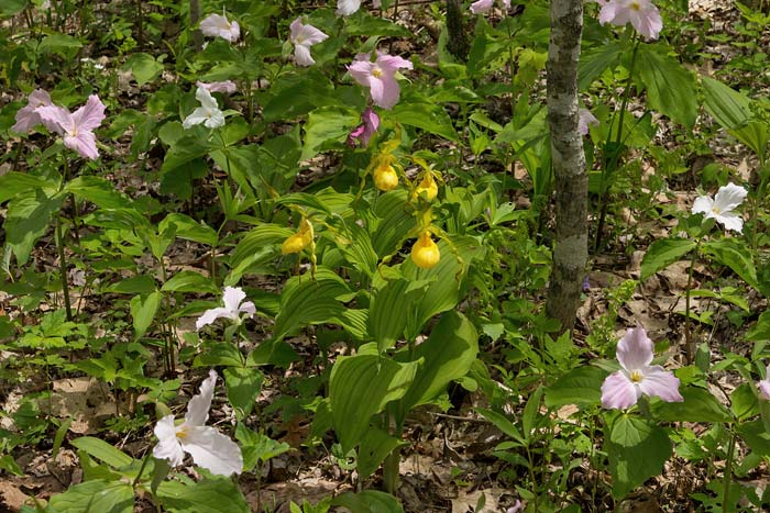 Yellow Ladys Slipper 3