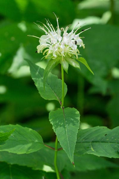 White Bergamot 1