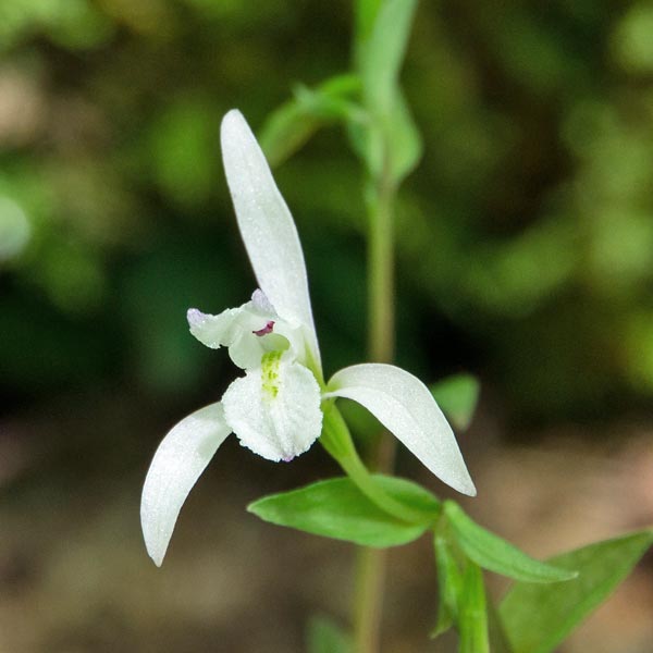 Three-birds Orchid 2