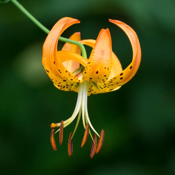 Turks Cap Lily 4