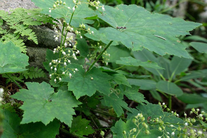 Mapleleaf Alumroot 1