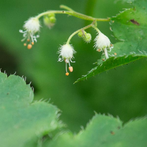 Mapleleaf Alumroot 2