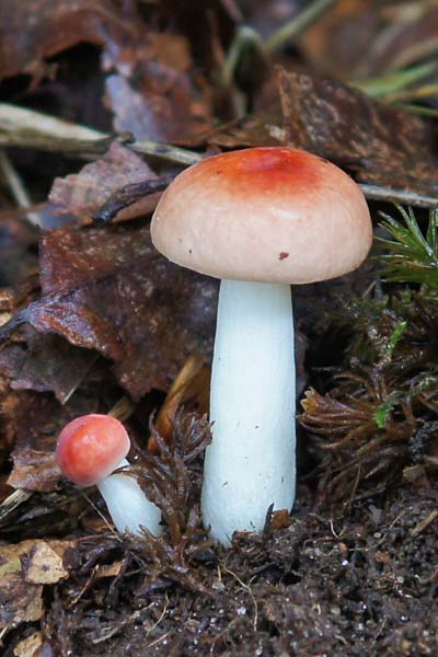 Russula sp. 3