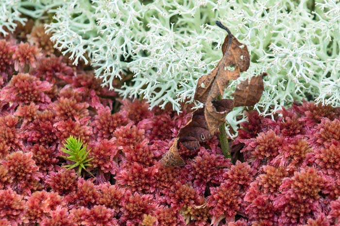 Red Sphagnum Moss and Lichen