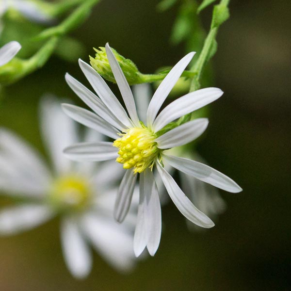 White Aster 2