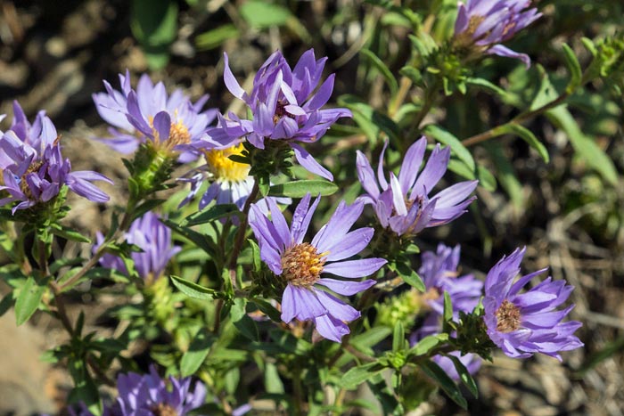 Purple Aster 9