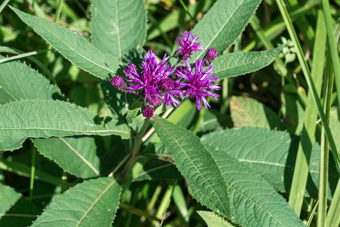 Ironweed 1