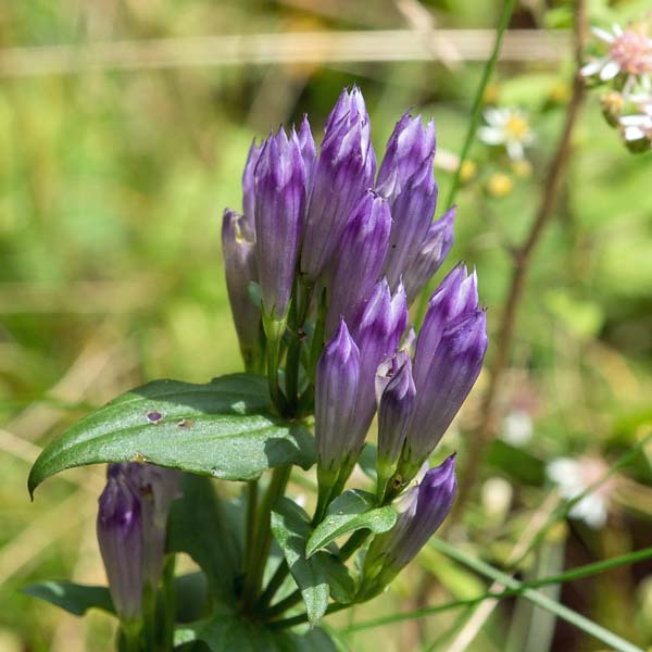 Stiff Gentian 1