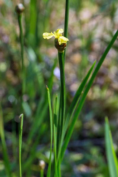 Bog Yellow-eyed Grass 1