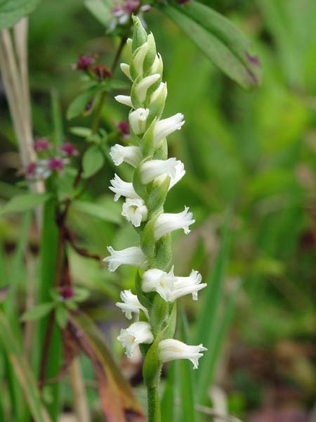 Ladies Tresses 1