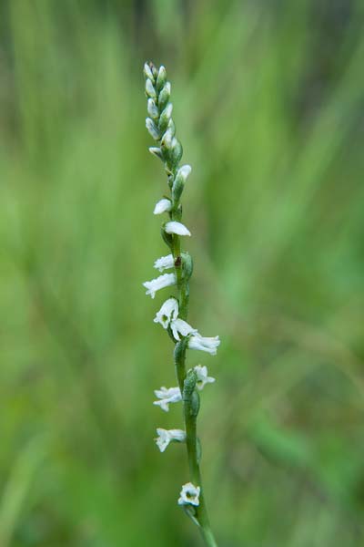 Ladies Tresses 3