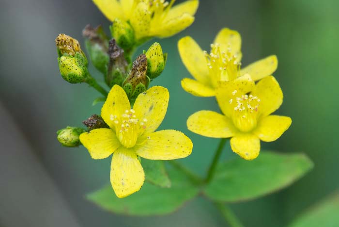 Spotted St Johnswort