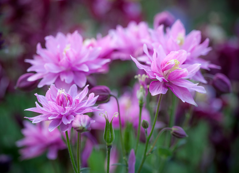 20130526_Country Garden_0251.jpg