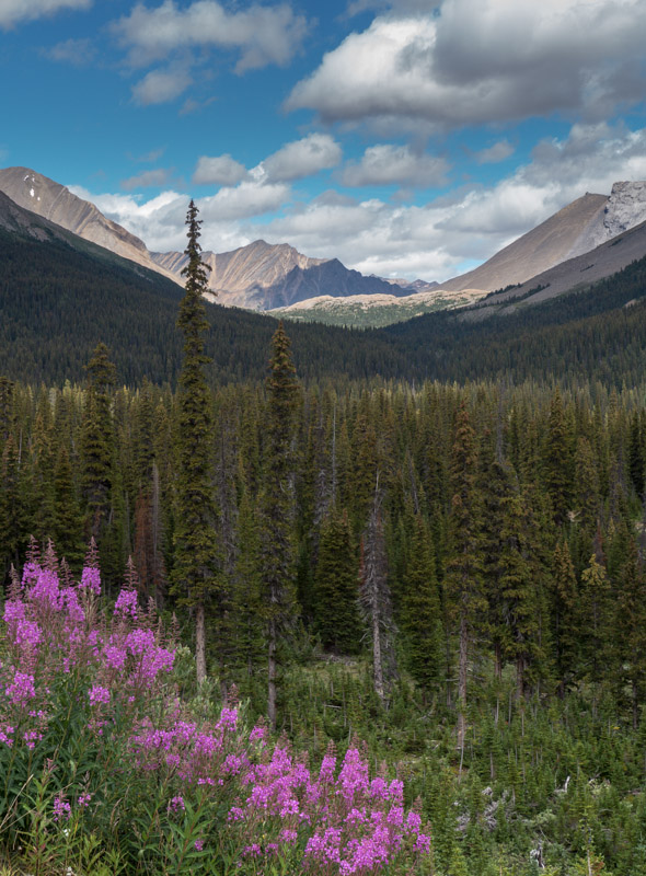 20130816_Columbia Icefield_0409.jpg